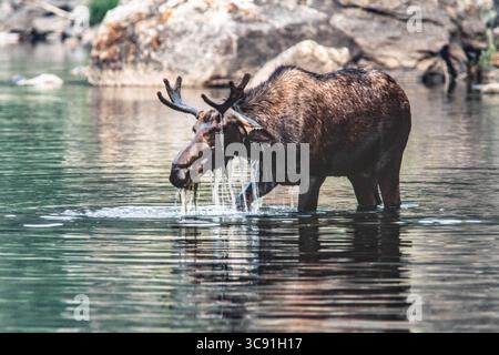 29 dicembre 2020, Frank Church - River of No Retur, Idaho, Stati Uniti: Un giovane alce toro che si nutre di piante acquatiche nel fiume Salmon nella Frank Church - River of No Return Wilderness in Idaho, USA. (Immagine di credito: © Jon G. Fuller/VW Pics tramite filo ZUMA) Foto Stock