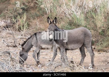 24 gennaio 2021, Arizona, Stati Uniti: Burros selvatici, Equus africanus asinus, nel canyon del fiume Colorado a nord di Parker, Arizona. (Immagine di credito: © Jon G. Fuller/VW Pics tramite filo ZUMA) Foto Stock
