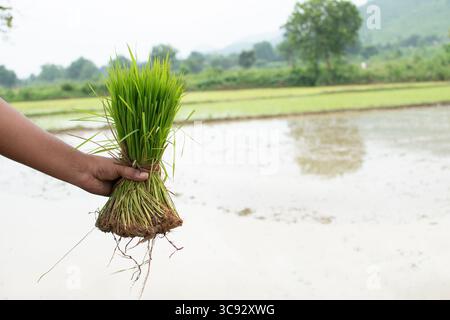 Un agricoltore detiene un fascio di giovani piantine di riso, pronte per essere trapiantate nella risaia allagata sullo sfondo. Foto Stock