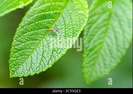 Volo a gambe lunghe (Condylostylus spp.) Foto Stock