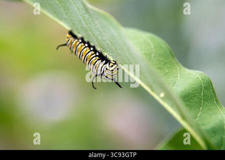 La Monarch bruco su milkweed Foto Stock