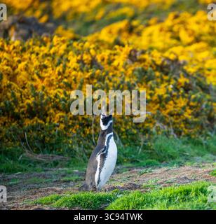Un pinguino di magellano, nuova isola, isole Falkland Foto Stock