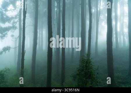 Paesaggio della foresta di pini nebbiosi con fitte nebbia e alti alberi in una tranquilla regione montana. Foto Stock