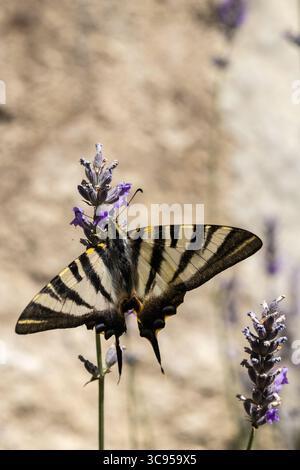 Bella farfalla a coda di rondine con ali aperte che si nutrono di un fiore di lavanda in una soleggiata giornata estiva Foto Stock