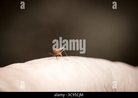 Zanzara sulla mano umana che succhia il sangue in primo piano con sfondo scuro sfocato e spazio per copiare, dando fastidio alla zanzara Foto Stock