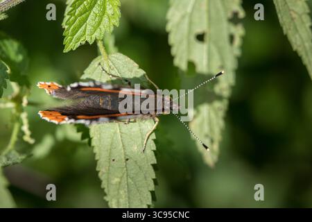 Farfalla Adminral (Vanessa atalanta) dall'alto seduta su una foglia alla luce del sole, delicata farfalla scura Foto Stock