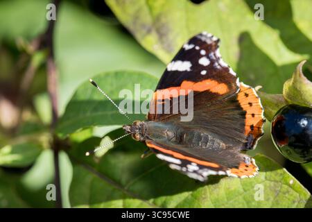 Farfalla amministrativa (Vanessa atalanta) dall'alto seduta su una foglia alla luce del sole Foto Stock