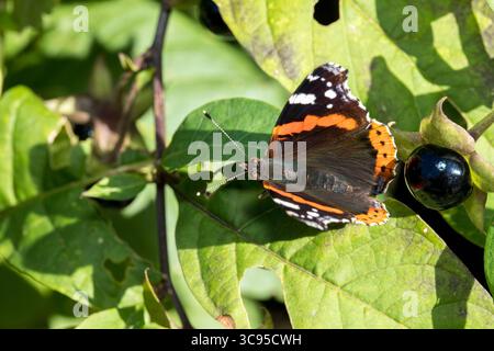 Farfalla Adminale (Vanessa atalanta) dall'alto seduta sulla foglia alla luce del sole, delicata farfalla scura alla luce del sole appoggiata sulla foglia verde Foto Stock
