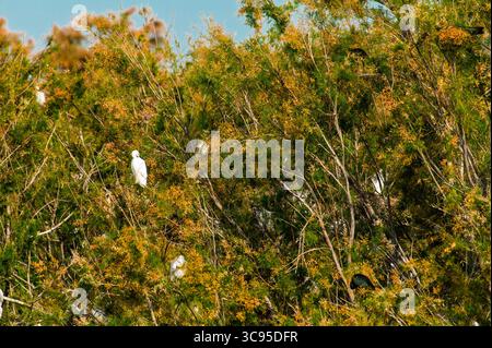 Colonia di grandi egrette in un albero in Spagna Foto Stock