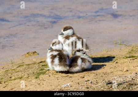 Tre soffici imbracature d'oca egiziana si accoccolano sulla riva sabbiosa di uno stagno in un parco safari a Western Cape. Foto Stock