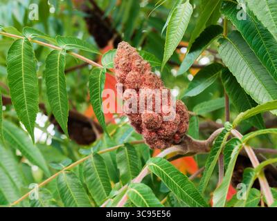 Primo piano del frutto di Rhus typhina (il sumac di stagno). Foto Stock
