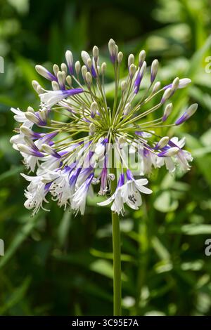 Fiore di Giglio africano o Agapanthus praecox 'fuochi d'artificio' Foto Stock