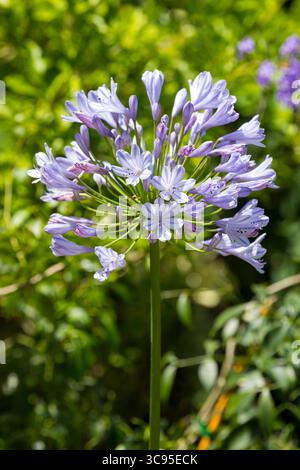 Giglio africano o Agapanthus praecox in fiore Foto Stock