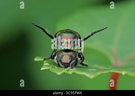 Beetle giapponese durante il periodo di accoppiamento due coleotteri giapponesi si accoppiano su una foglia in un parco in Canada durante il periodo di accoppiamento nella stagione estiva. Il coleottero giapponese noto come Popillia japonica è considerato un parassita invasivo che causa danni significativi a colture, giardini e alberi in Canada. Questo insetto si è affermato principalmente in Ontario, Quebec e nelle province marittime. Il 31 luglio 2025 a Montreal, Canada. Montreal Quebec Canada Copyright: XHoracioxZamoraxRiosx Foto Stock