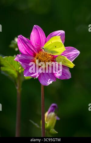 Due farfalle maschili comuni - Gonepteryx rhamni - su un primo piano di fiori rosa di Dahlia Foto Stock