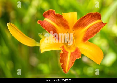 Hemerocallis – bellissimo fiore rosso e giallo giorno ‘Frans Hals‘ Foto Stock