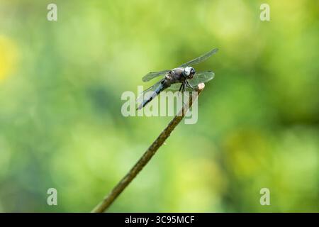 Un uomo scarso Chaser o Libellula fulva dragonfly sulla punta di una cannuccia Foto Stock