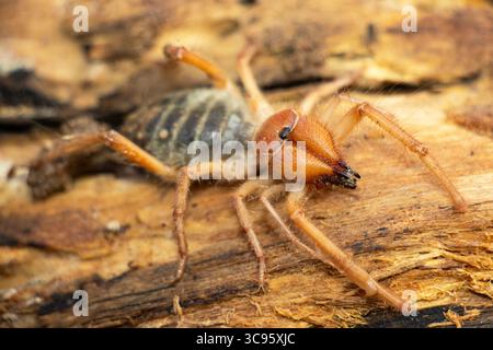 Primitivo Arachnid, il Solifuge è un cacciatore attivo e veloce di altri invertebrati. Somiglia ai ragni ma non possiede ghiandole di seta e veleno Foto Stock