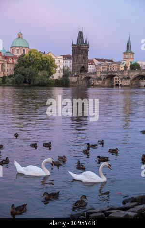 Cigni e anatre sul fiume Moldava a Praga, Repubblica Ceca Foto Stock
