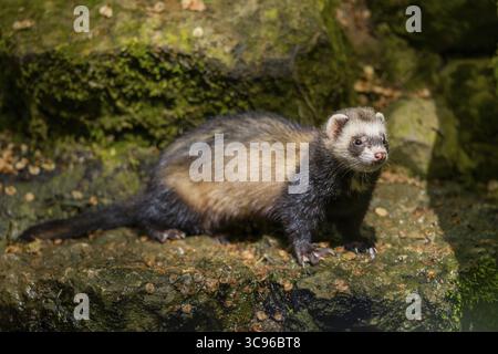 Ferret (Mustela putorius furo) su una roccia, Baviera, Germania Foto Stock