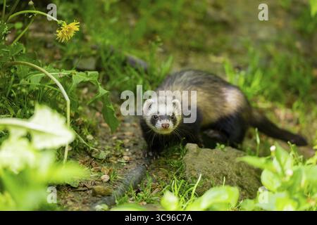 Ferret (Mustela putorius furo) su una roccia, Baviera, Germania Foto Stock