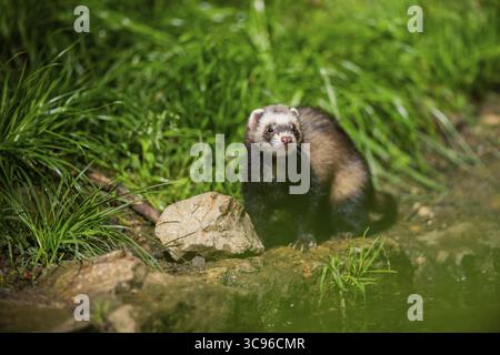 Ferret (Mustela putorius furo) su una roccia, Baviera, Germania Foto Stock