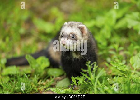 Ferret (Mustela putorius furo) nell'erba, Baviera, Germania Foto Stock