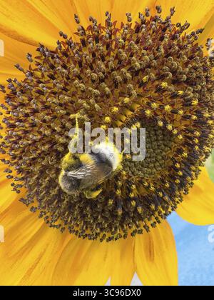 Bumblebee (Bombus) si siede nel fiore di girasole (Helianthus annuus) raccoglie polline e nettare ha polline sul suo corpo per l'impollinazione, Internazionale Foto Stock