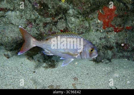 Pesce d'argento con coda cospicua, scogliera rossa (Pagellus erythrinus), nuoto di fronte a una roccia, sito di immersione Los Champignones, Las Galletas, Tenerife Foto Stock