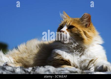 Un gatto bianco e arancione soffice giace rilassato al sole sotto un cielo blu, il tacchino Foto Stock