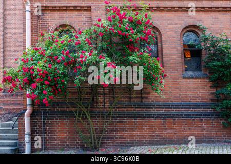 Magnifico cespuglio di rose con boccioli rossi contro un muro di mattoni rossi. Bellissimo cespuglio di rose con fiori rossi. Foto di alta qualità Foto Stock