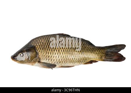 Pesce di carpa grande isolato su sfondo bianco Foto Stock