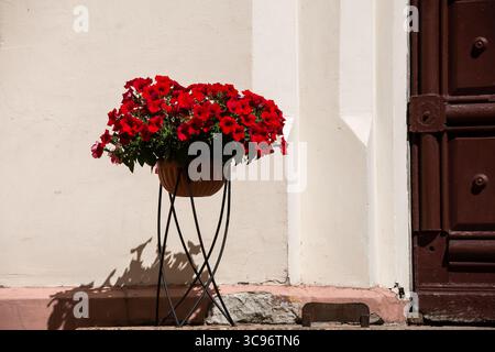 Vivaci fiori rossi in un vaso vicino alla porta vintage nelle giornate di sole. Foto Stock