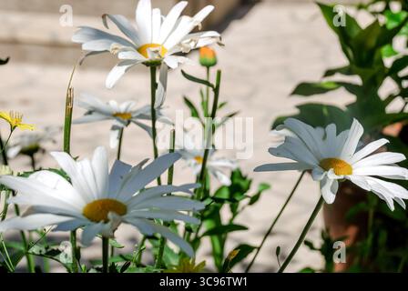 Primo piano di margherite bianche nel giardino illuminato dal sole. Foto Stock