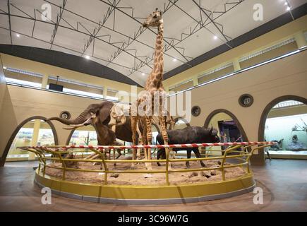 Nairobi, Kenya - 11 aprile 2021: Veduta di una mostra di giraffa, elefante e GNU in un museo, illuminata dal soffice bagliore delle luci sopra la testa. Foto Stock