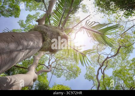 Guardando gli alberi nella foresta pluviale del Borneo, in Malesia. Foto Stock