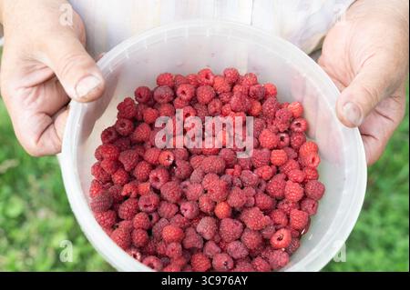 Una persona tiene con cura in mano una ciotola piena di deliziosi lamponi freschi per un'estate perfetta Foto Stock
