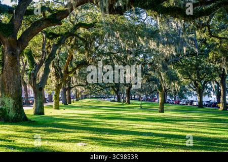 Un pittoresco prato fiancheggiato da maestose querce del Sud in un parco nel quartiere storico di Savannah, Georgia Foto Stock