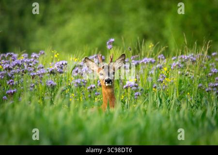 Cervo in fiore in un prato, giorno di primavera, Polonia orientale Foto Stock
