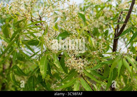 Foglie e fiori medicinali ayurvedici azadirachta indica o Neem. Albero medicinale molto potente Foto Stock
