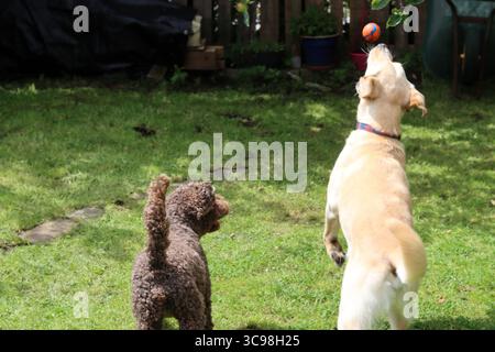 Labrador Retriever e Poodle giocano in giardino. Foto Stock
