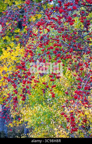 Bacche rosse di rowan su un albero con foglie autunnali Foto Stock