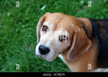 Ritratto del cane beagle su sfondo verde. Messa a fuoco selettiva. Foto Stock
