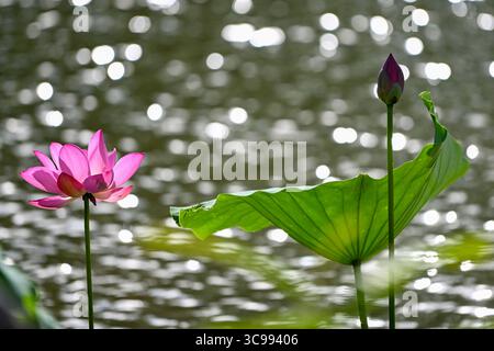 Pechino, Cina. 19 luglio 2025. Questa foto scattata il 19 luglio 2025 mostra fiori di loto in un parco nella città di Kunshan, nella provincia cinese di Jiangsu. Crediti: Wang Xuzhong/Xinhua/Alamy Live News Foto Stock
