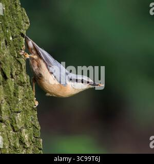 Nuthatch eurasiatico / Nuthatch di legno ( Sitta europaea ) arroccato, seduto su un albero di quercia, tenendo in mano del cibo in becco, osservando la posa tipica, la fauna selvatica, E. Foto Stock
