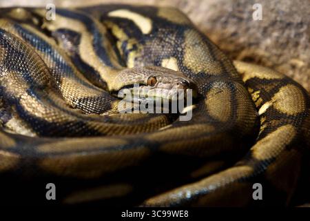 05.08.2025 xsvx, Wirtschaft, Reptilium Landau, Der Netzpython zählt zur Gattung Malayopython in der Familie der Pythons. Er ist eine der größten Schlangen der Welt. Netzpythons leben in den Tropen Südostasiens. Malayopython reticulatus Landau *** 05 08 2025 xsvx, Economy, Reptilium Landau, il pitone reticolato appartiene al genere Malayopython della famiglia Python è uno dei serpenti più grandi del mondo i pitoni reticolati vivono nei tropici del sud-est asiatico Malayopython reticulatus Landau Foto Stock