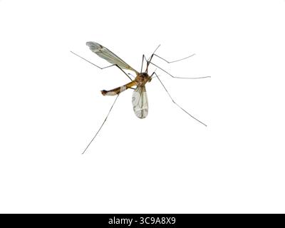 Vista ravvicinata elevata di una singola mosca della gru (lat: Tipula sp.) isolato su bianco. Foto Stock