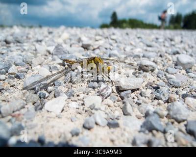 Vista frontale ad angolo basso di un Falco Occidentale (Gomphus pulchellus) seduto su ghiaia grossa con il cielo sullo sfondo sfocato. Foto Stock