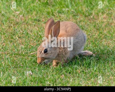 Coniglio selvatico nell'erba, in un ambiente naturale soleggiato e sognante. Simpatico coniglio soffice su erba verde all'aperto Foto Stock