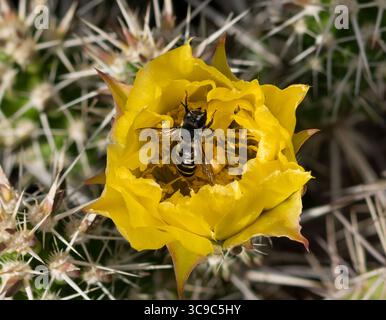Un'ape di cactus che emerge da un fiore di cactus giallo dopo l'impollinazione. Vista ravvicinata. Foto Stock